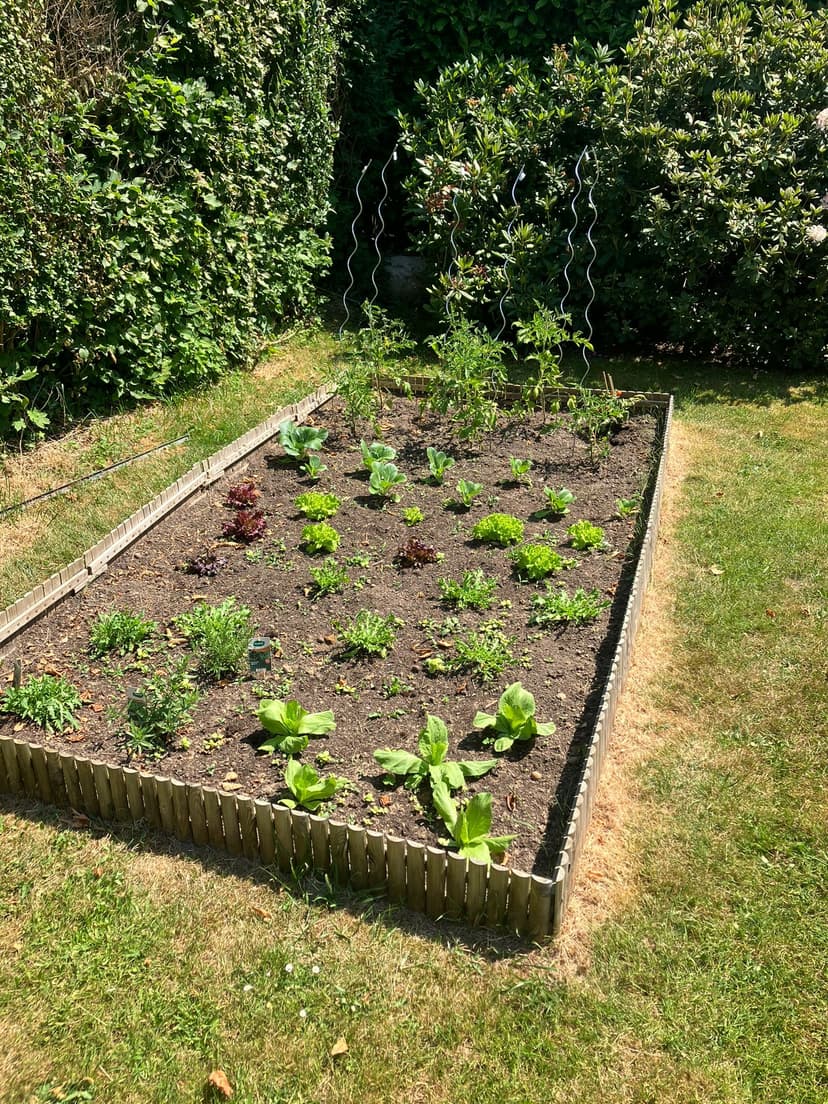 Vegetable garden creation